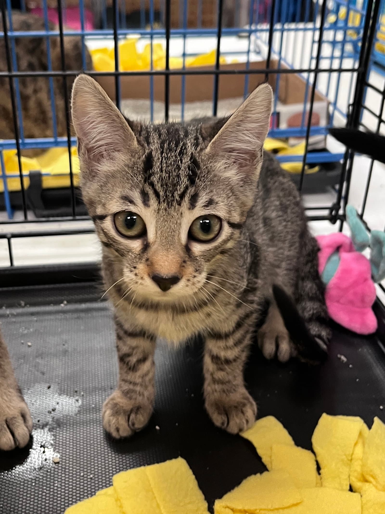 Pookie's Zoey Kitten - Domestic Short Hair
