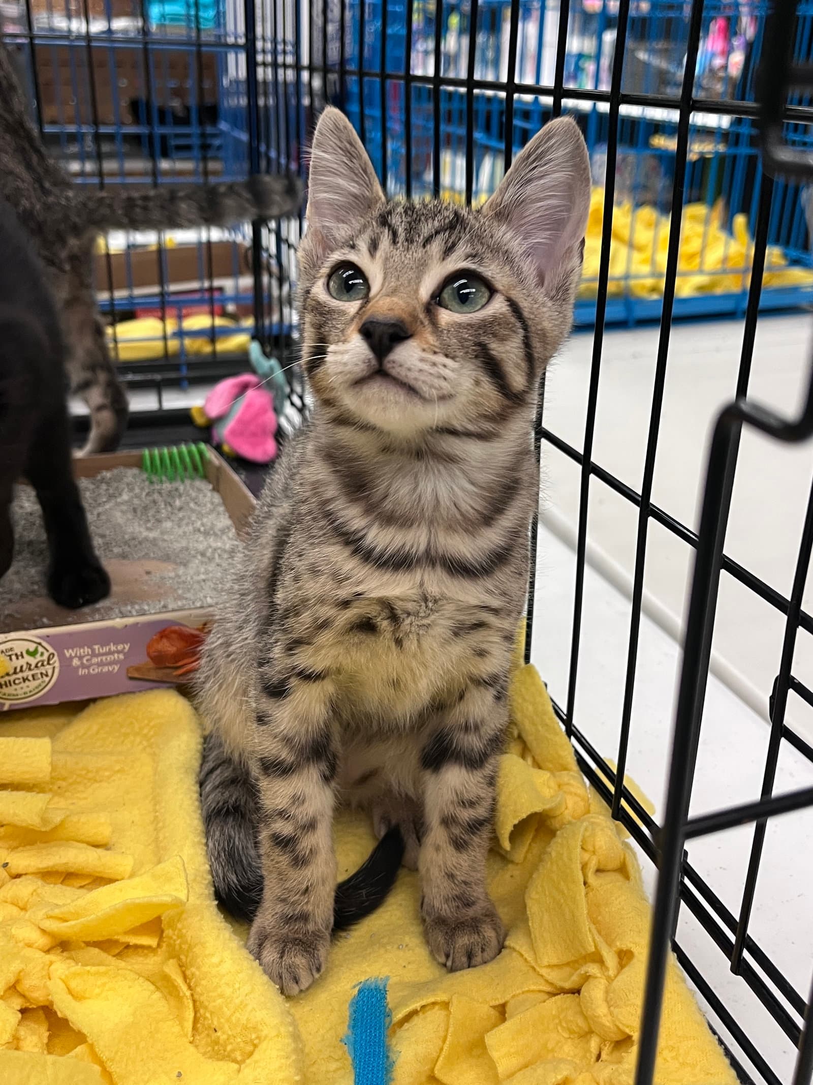 Pookie's Zelda Kitten - Domestic Short Hair