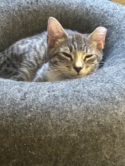 Pope Kitten image 1