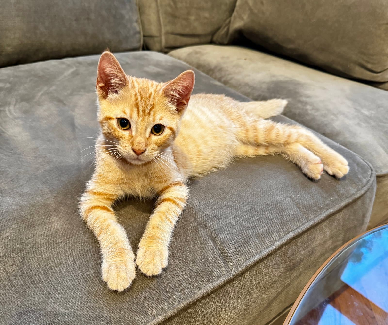 Hamilton Kitten - Domestic Short Hair