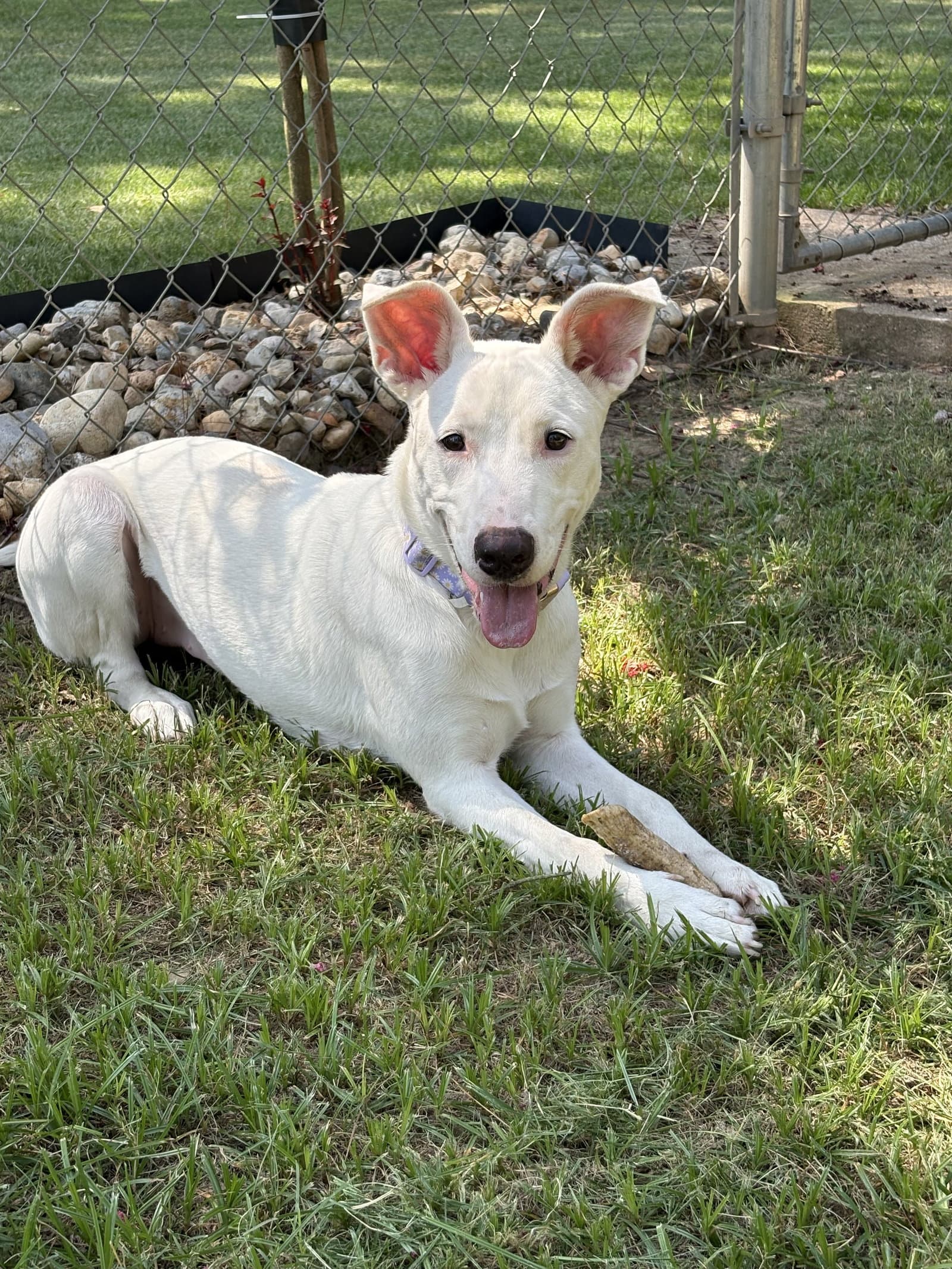 Nellie Lonestar - Carolina Dog