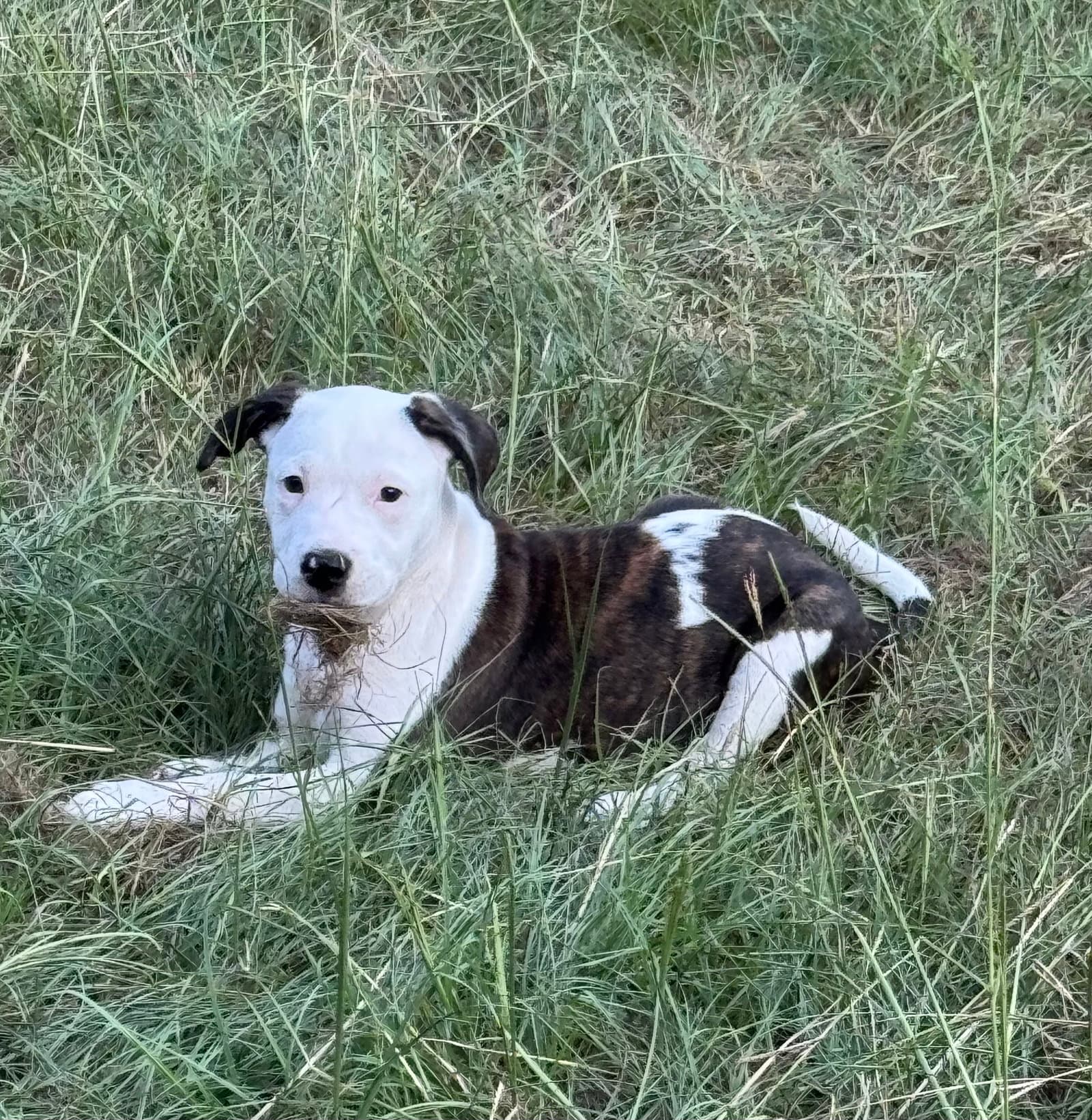 Mimi Lonestar - Terrier