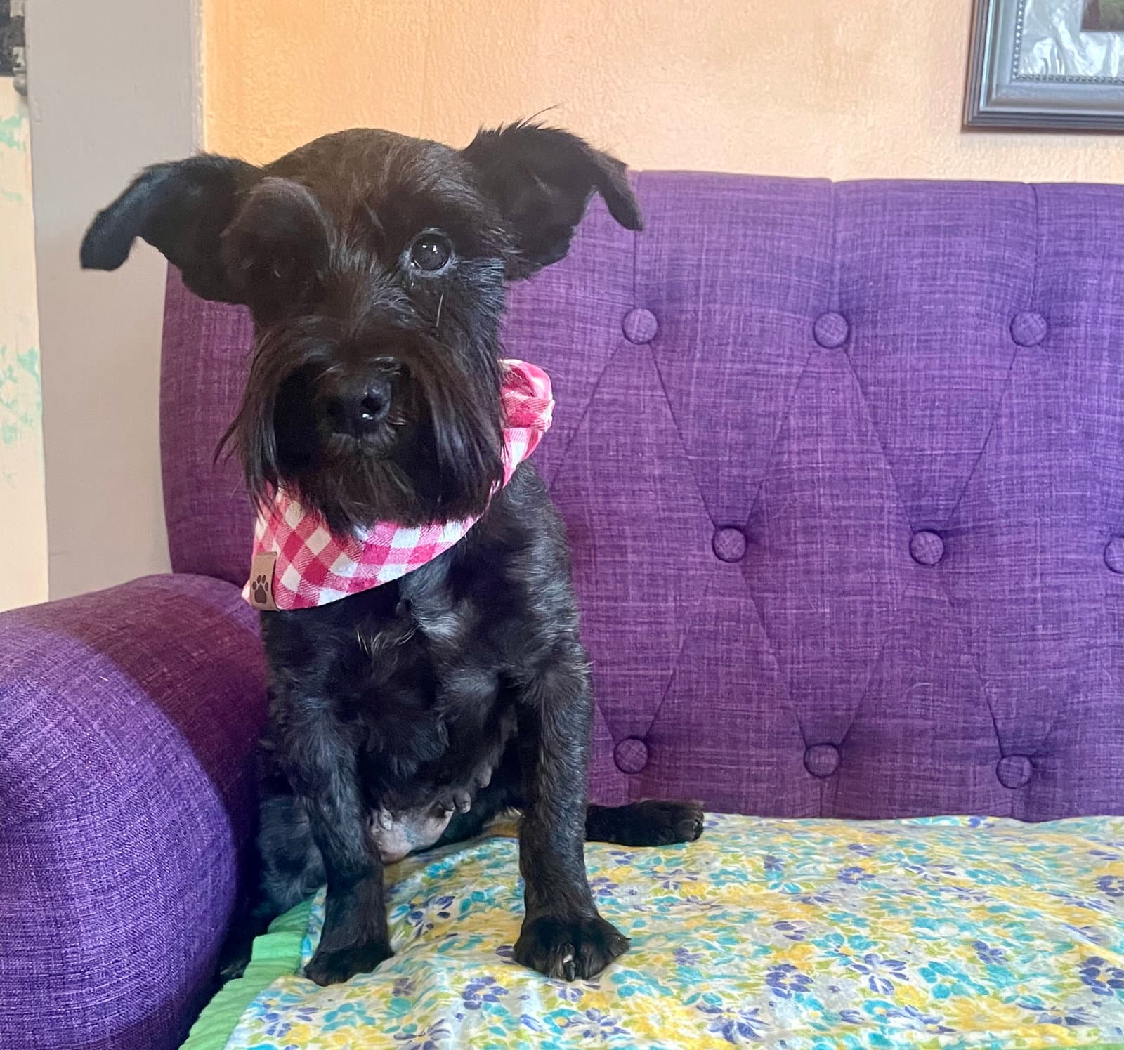 Sasha Lonestar - Schnauzer
