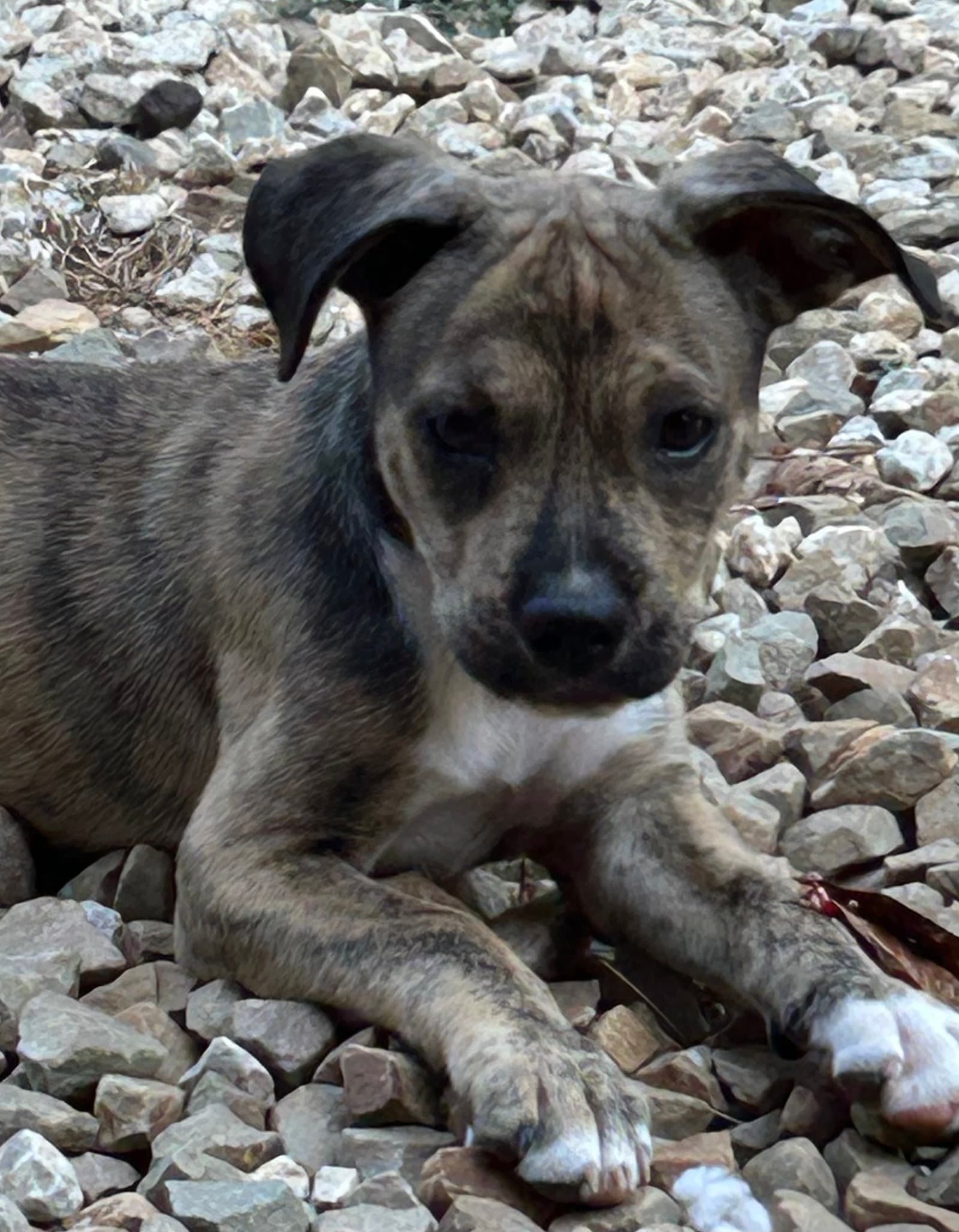 Mindy Lonestar - Terrier