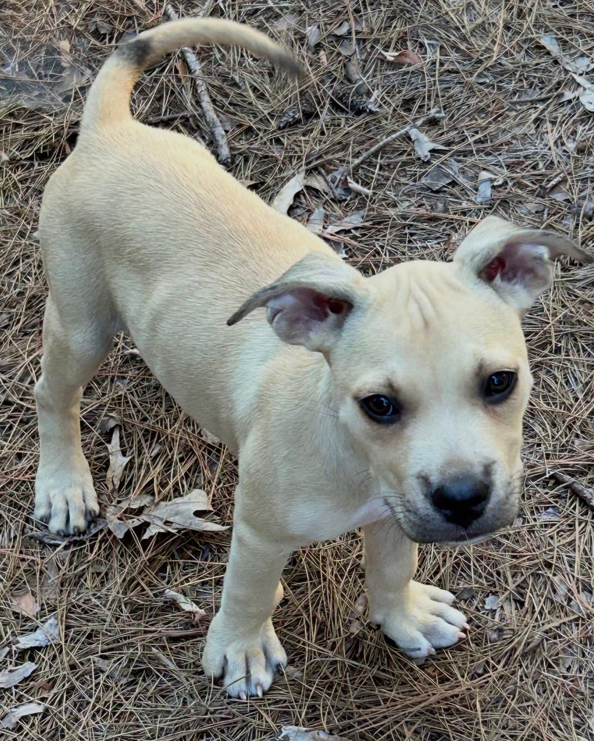 Milo Lonestar - Terrier