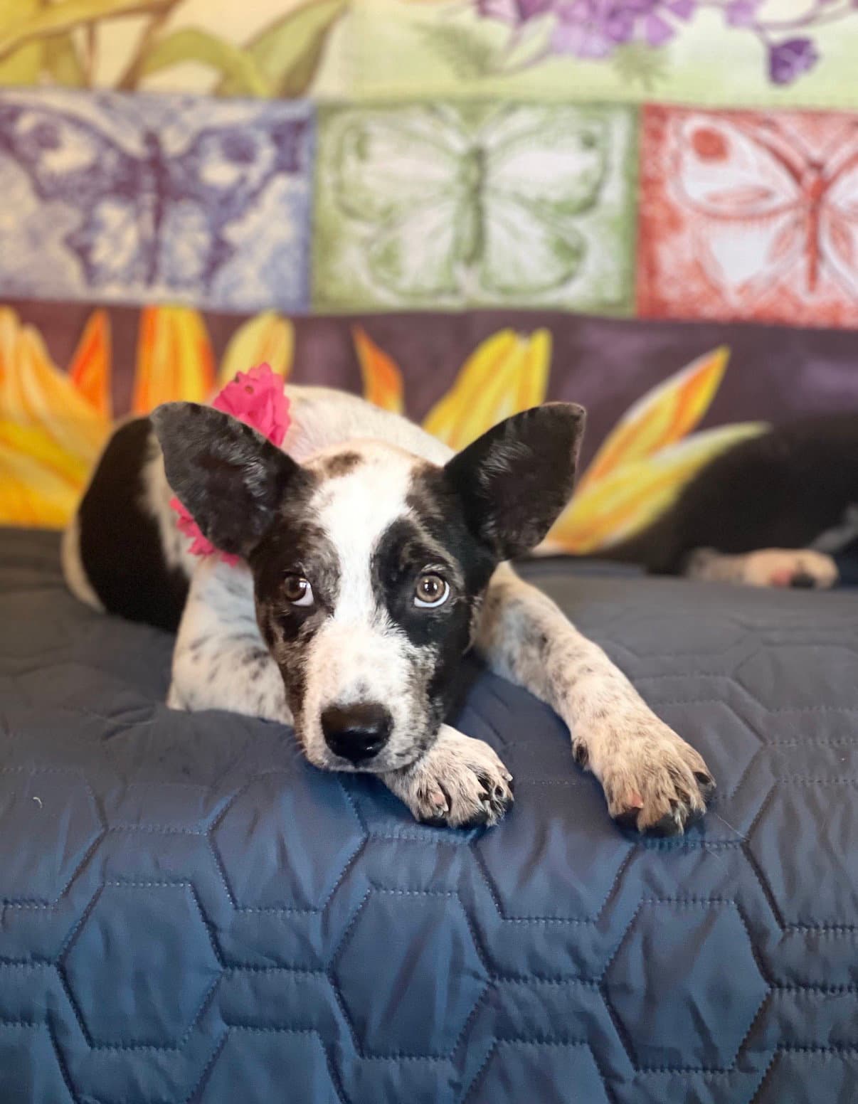Dotty V Lonestar - Australian Cattle Dog/Blue Heeler
