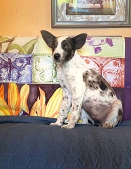 Dotty V Lonestar image 3