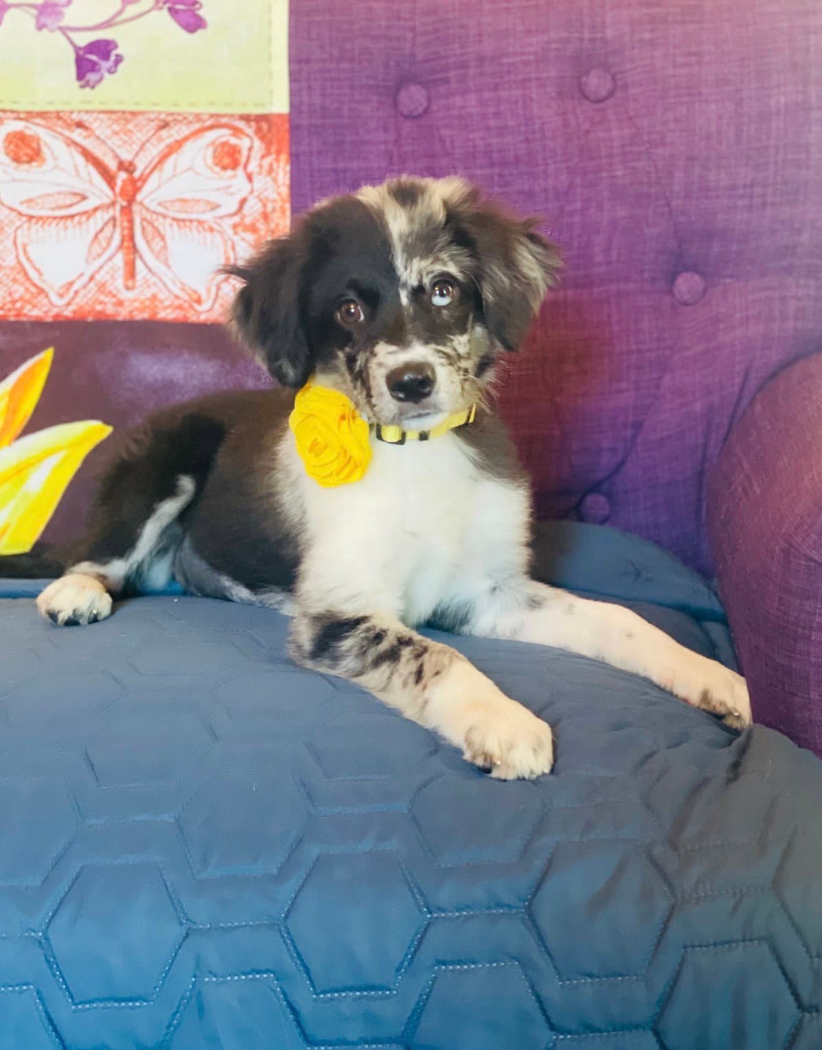 Mabel Lonestar - Australian Shepherd