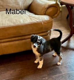 Mabel Lonestar image 3