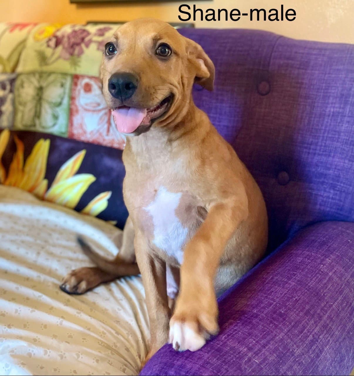 Shane Lonestar - Rhodesian Ridgeback