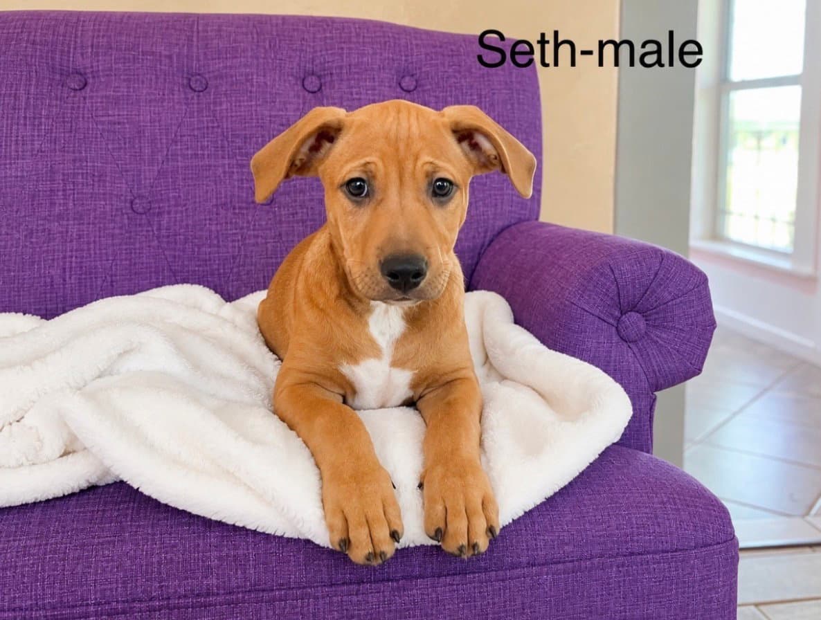 Seth Lonestar - Rhodesian Ridgeback