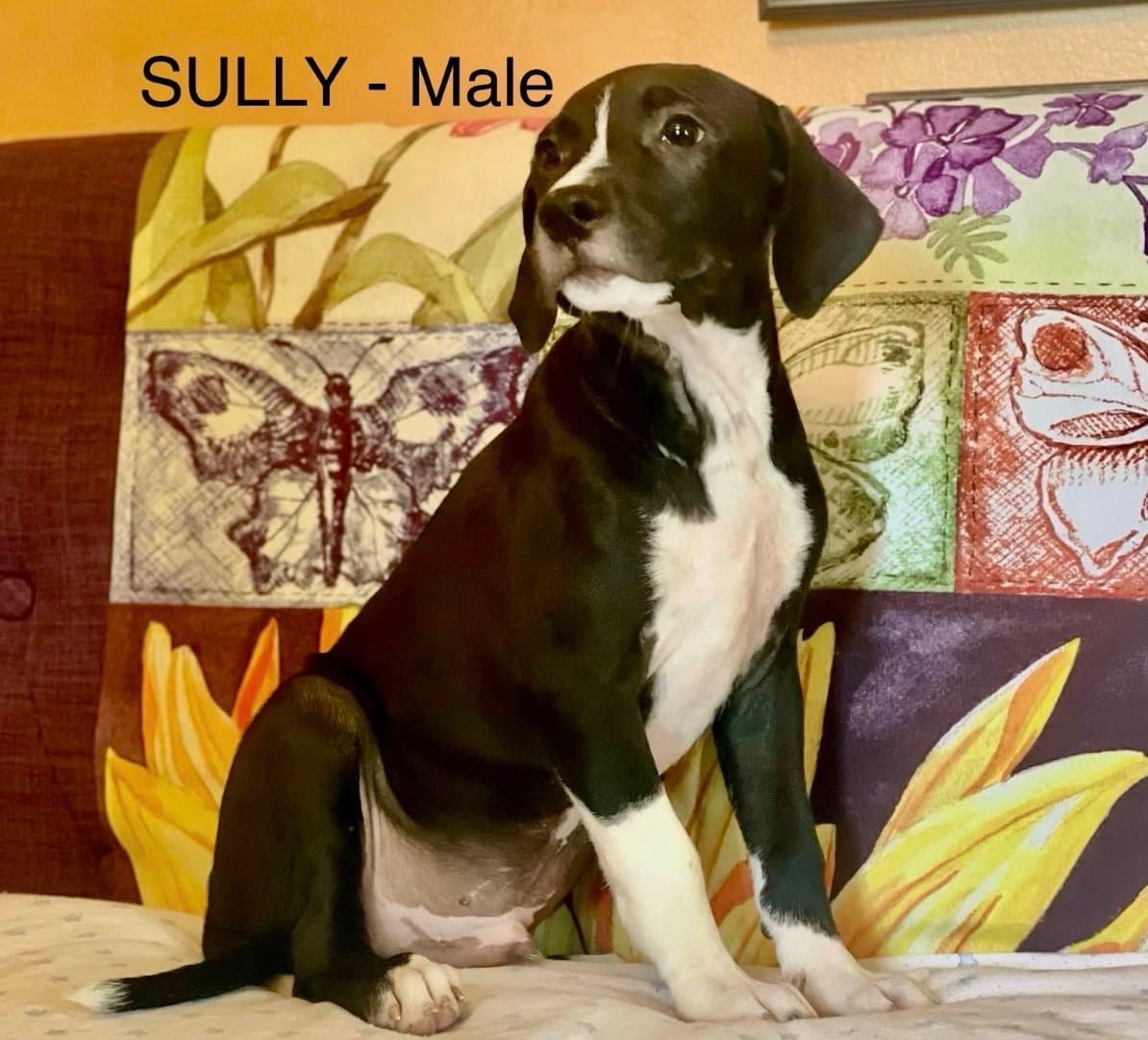 Sully Lonestar - Labrador Retriever