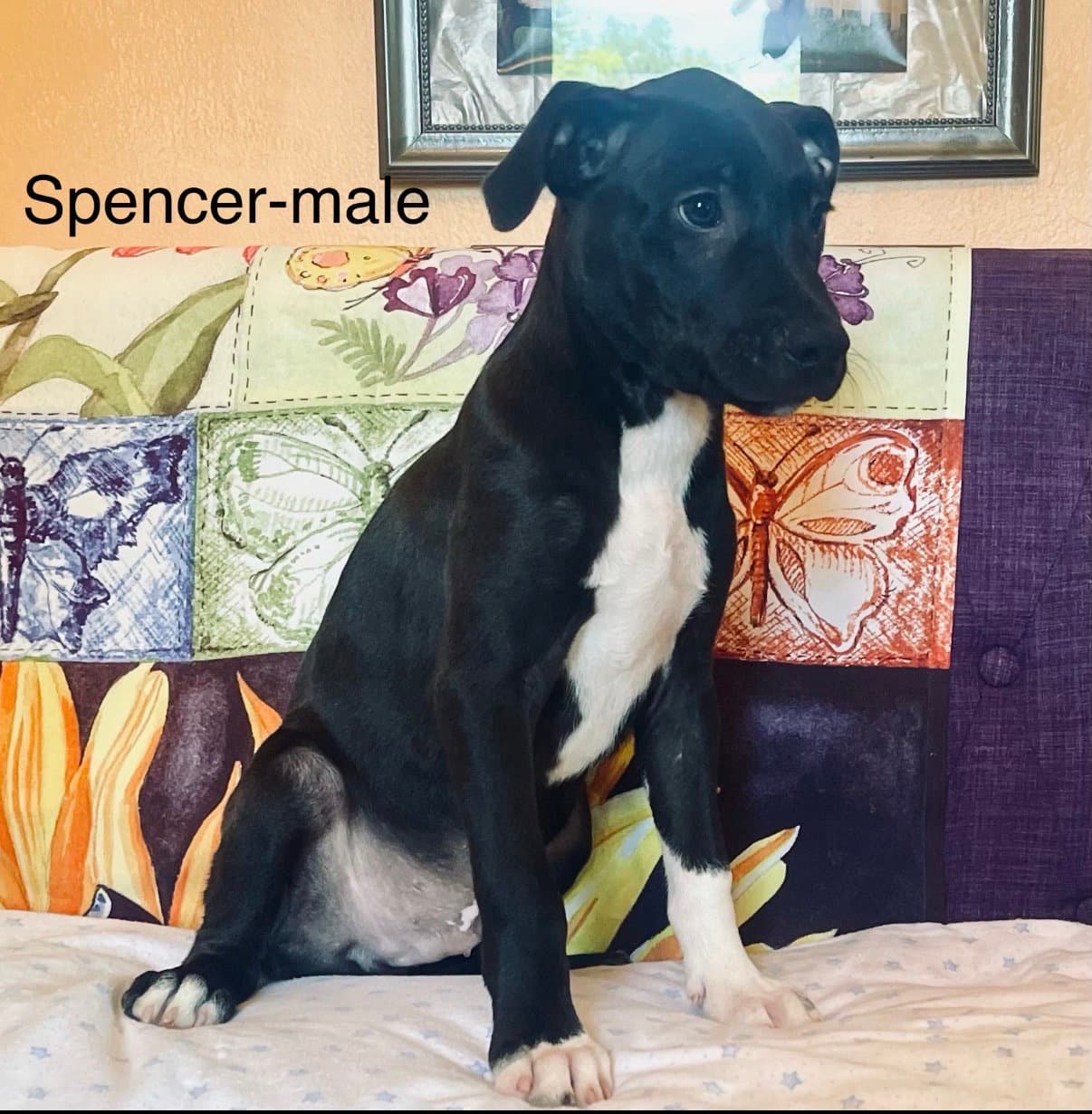 Spencer Lonestar - Labrador Retriever
