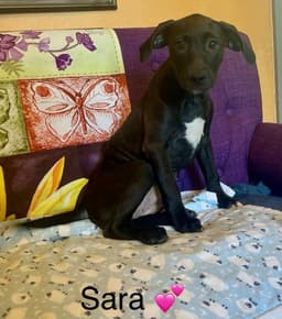 Sara Lonestar image 1