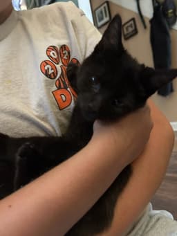 Twyla's Chloe Kitten image 1