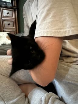 Twyla's Chloe Kitten image 2