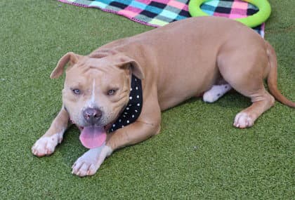 Sundance Athens - American Bulldog