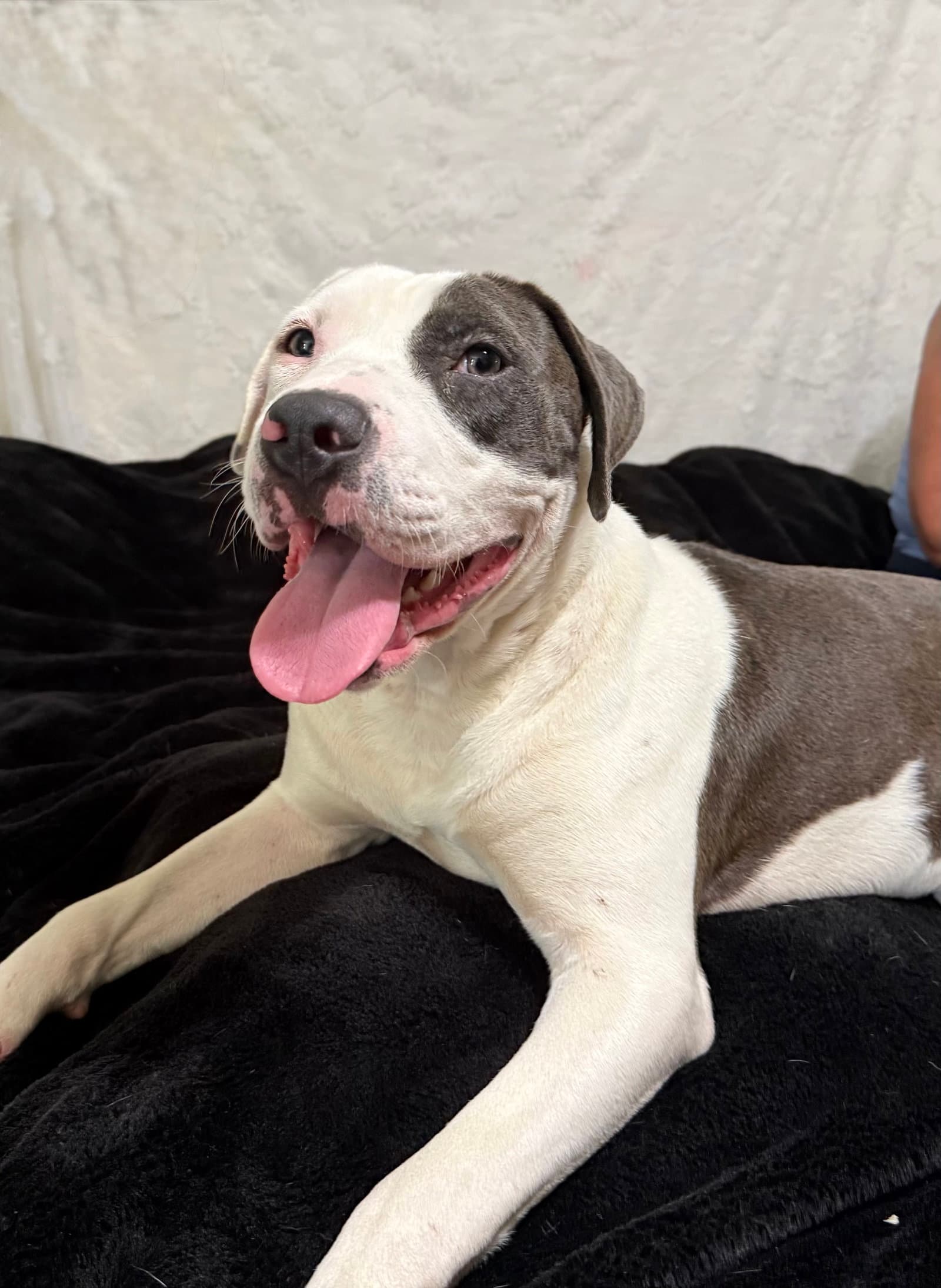 Stormy Dixon - Pit Bull Terrier