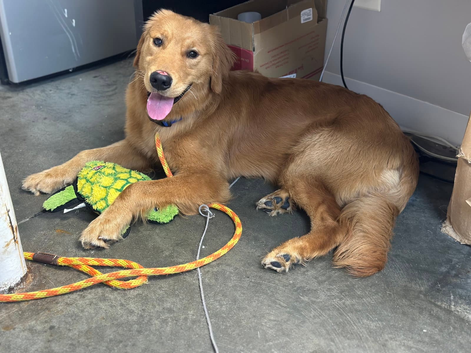 Buddy Jc - Golden Retriever