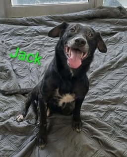 Jack Dixon image 1