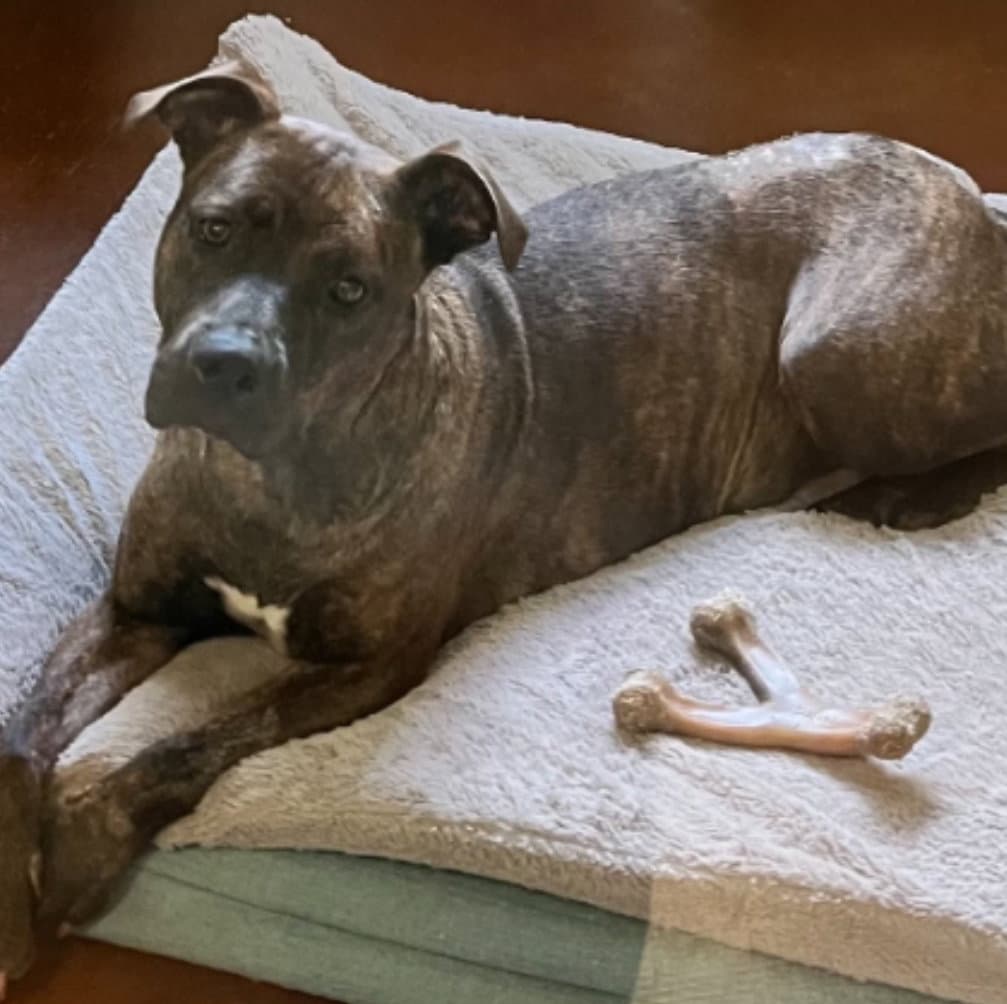 Summer Louisiana - Pit Bull Terrier