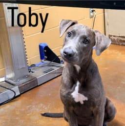 Toby Louisiana image 1