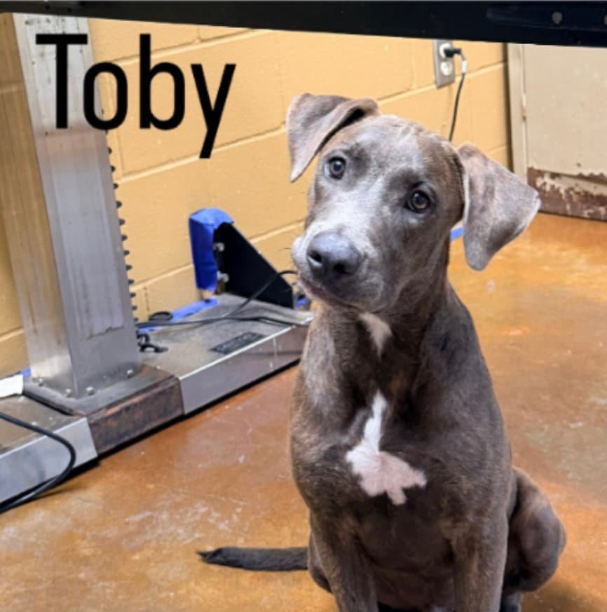 Toby Louisiana - Plott Hound