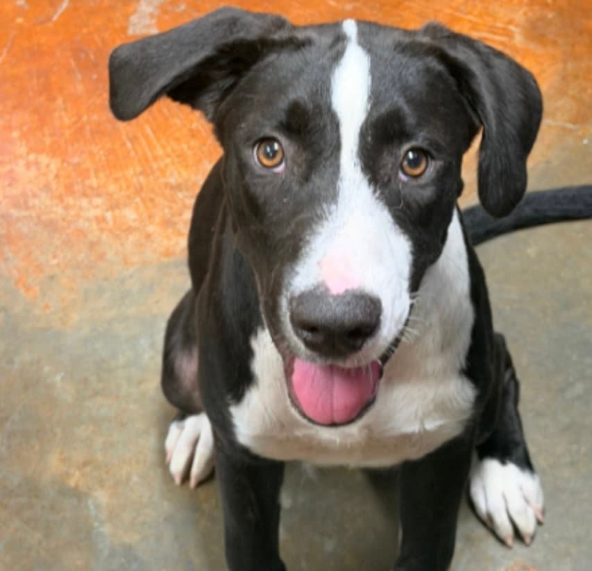 Tucker Louisiana - Hound