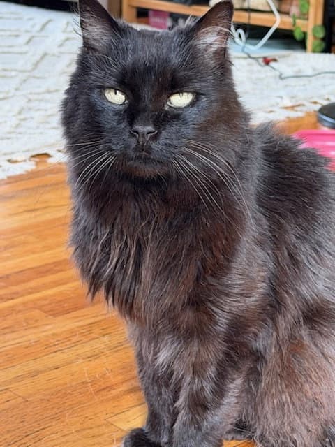 Fluffy - Domestic Short Hair