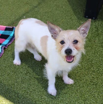 Uranus Athens - Cairn Terrier