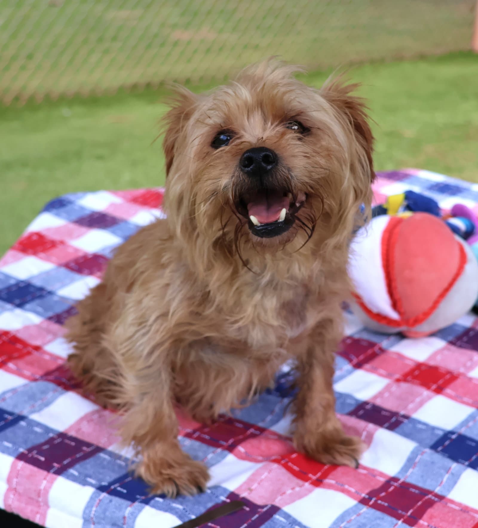 Ron Athens - Norfolk Terrier