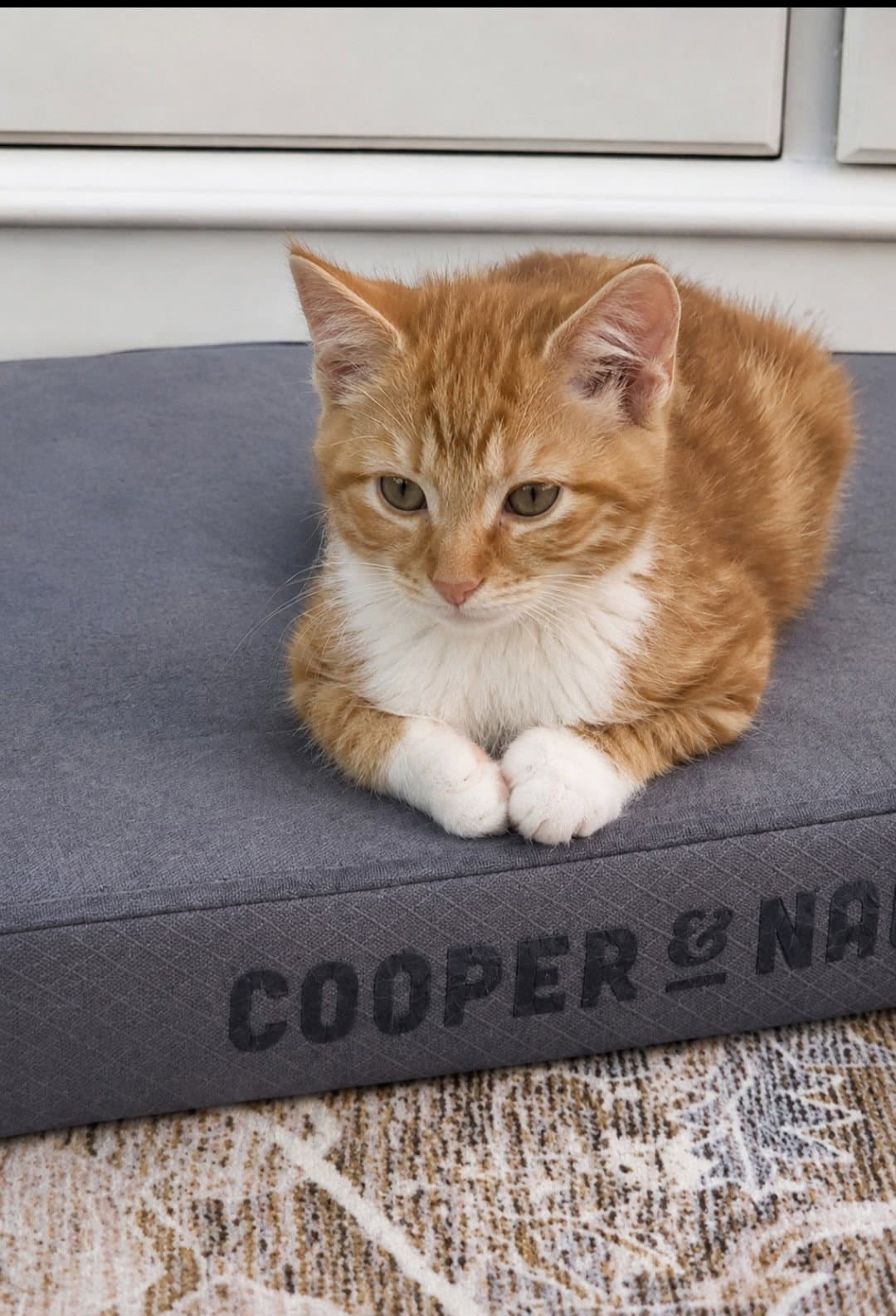 Carlos Kitten - Domestic Short Hair