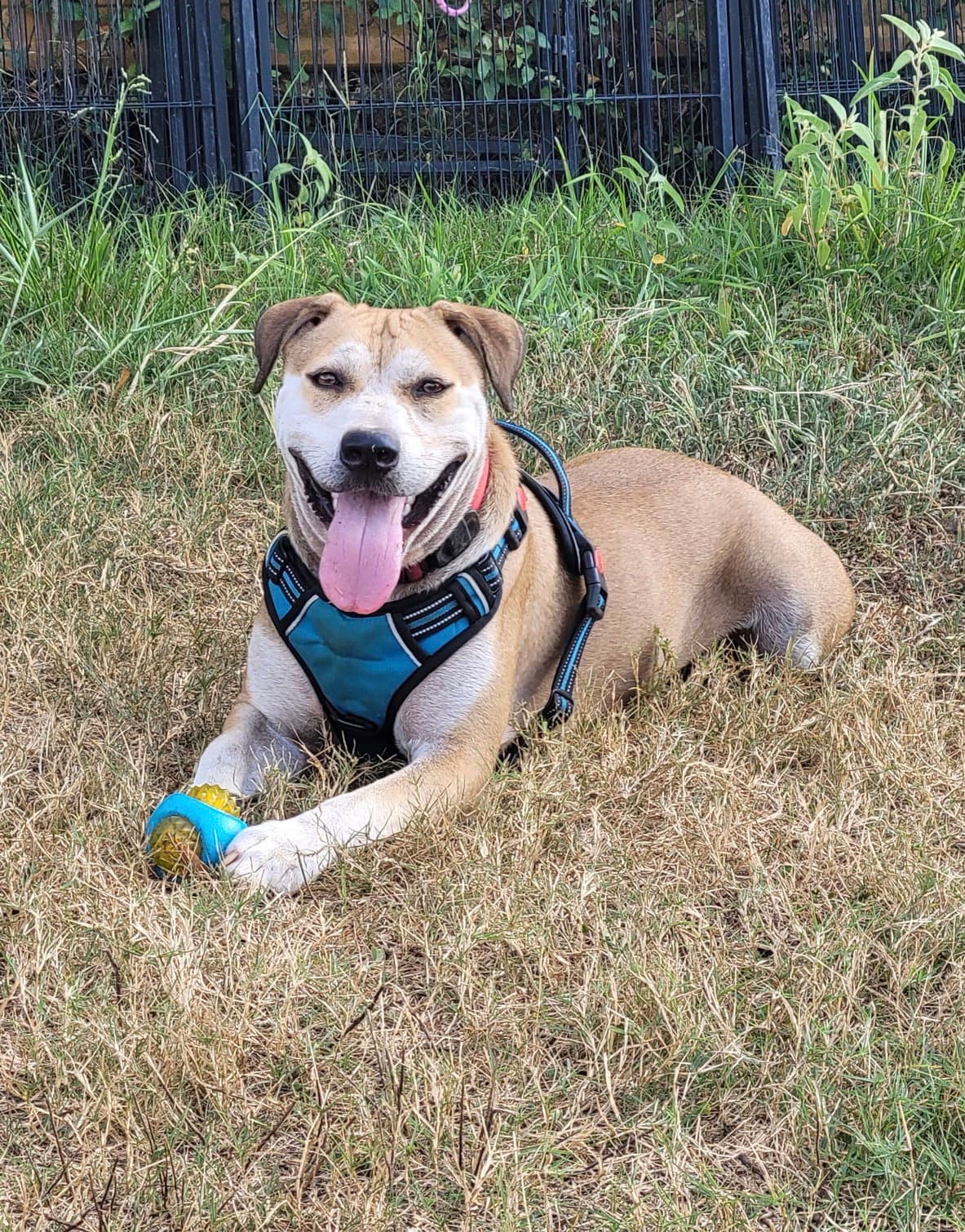Charlie Puppers Lonestar - Terrier