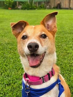Buddy image 2