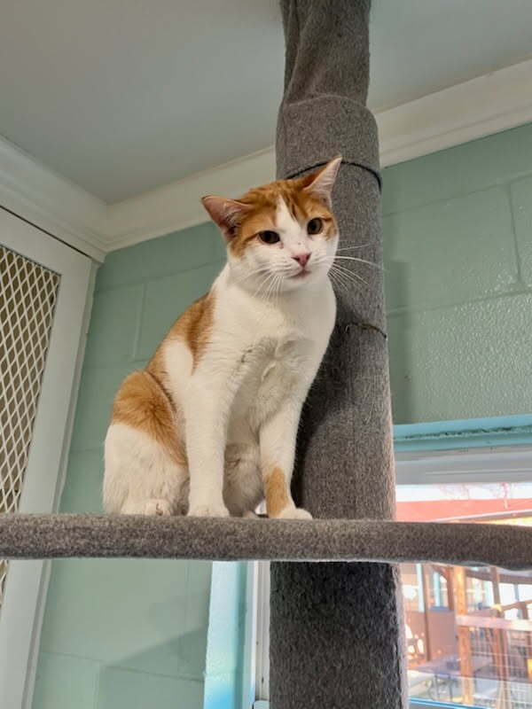 Sunkist - Domestic Short Hair
