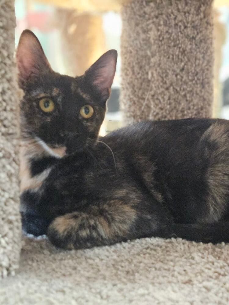 Mai Tai - Domestic Short Hair