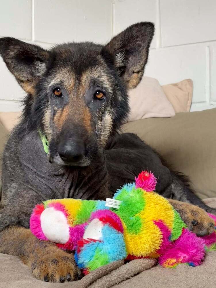 Paul Mccartney - German Shepherd Dog