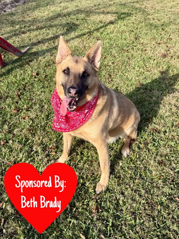 Irwin - German Shepherd Dog