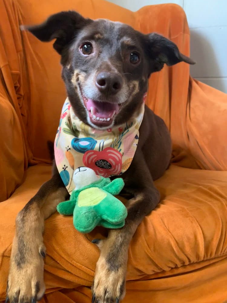 Lincoln - Terrier