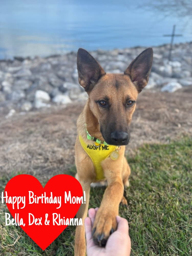 Angus - German Shepherd Dog