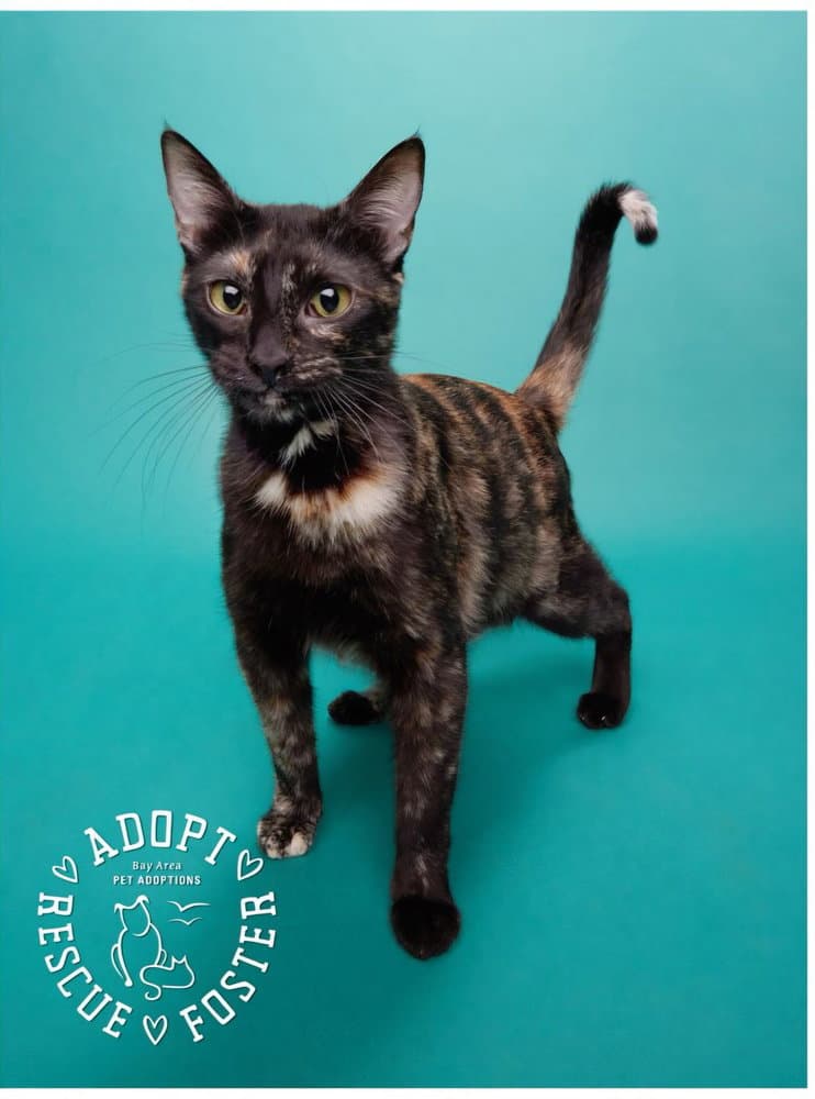 Tippy - Domestic Short Hair