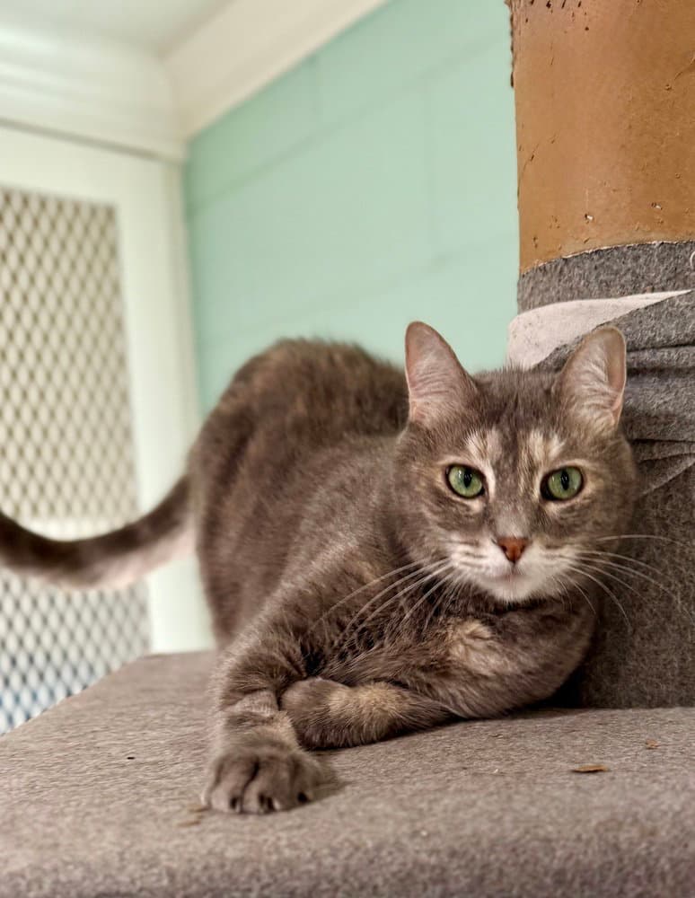 Calypso - Domestic Short Hair