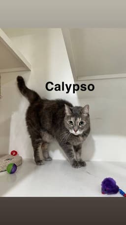 Calypso image 3