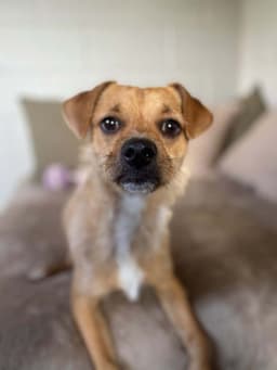 Gizmo image 2