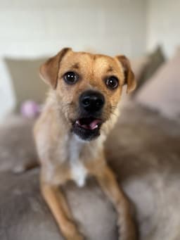 Gizmo image 3