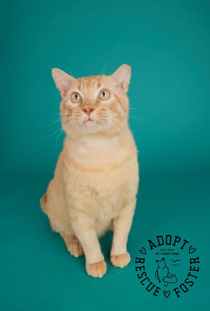 Valentino - Domestic Short Hair