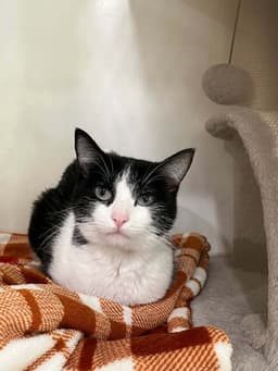 Pippa image 1
