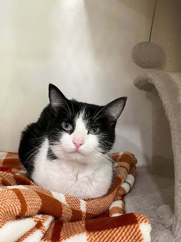 Pippa - Domestic Short Hair