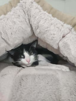 Pippa image 2