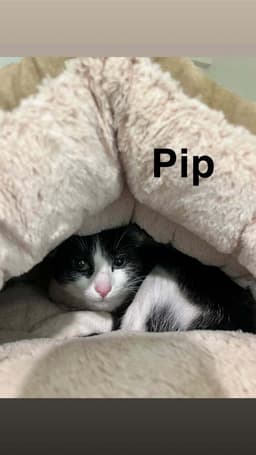 Pippa image 3